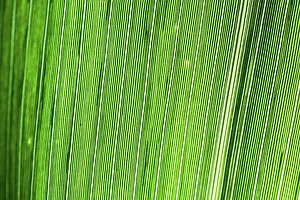 Macro Leaf Photography Prints: Abstract Macro Detail of a Leaf