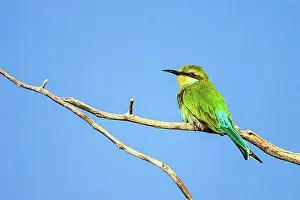 Prints of African bee-eater (Merops apiaster), South Africa, Africa European Bee Eater Prints: African Bee-Eater Print
