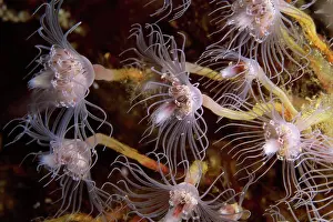 Sea Creature Photography Prints: Anemone