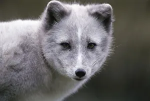Fox In The Wild Prints: Arctic Fox