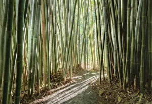Framed Print : Bamboo Path Print Framed Print : Bamboo Path Print