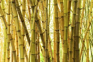 Bamboo Close-up Print