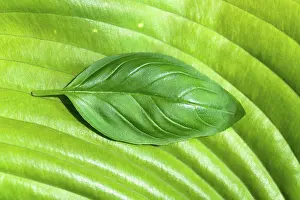 Full Frame Nature Photography Prints: Basil leaf on large green leaf