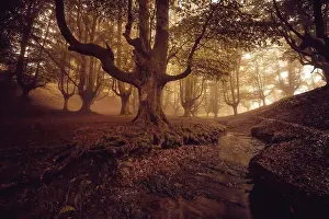 Beech Cloud Forest Summer Print