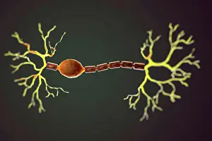 2014 Prints: Bipolar Neuron Print from SuperStock