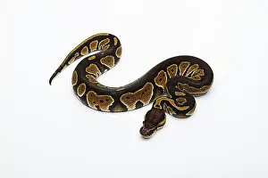 Prints of Black Head Double Het Albino Ghost Ball Python or Royal Python (Python regius), female Royal Python Prints: Black Head Double Het Albino Ghost Ball Python Print
