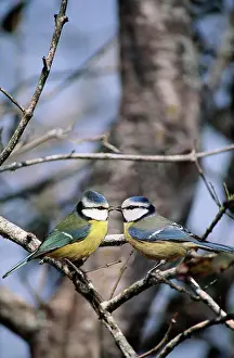 Parus Caeruleus Prints: blue tit