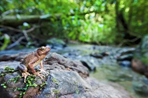 Danum Valley Conservation Area Prints: Borneo River toad (Bufo asper) on stream side stone
