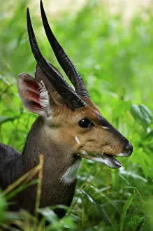 Bushbuck Print - South African Wildlife Image