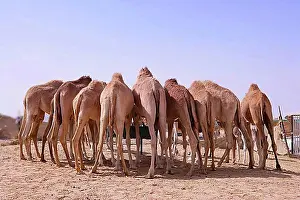 Eight Camels Print