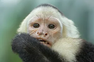 White-faced Capuchin Print