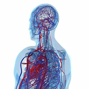 Cardiovascular System Artwork Prints: Cardiovascular system, computer artwork