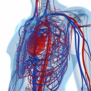 Images Dated 11th May 2012: Cardiovascular System Print