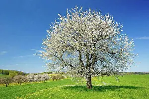 Cherry Tree In Bloom Prints: Cherry tree in spring, Prunus avium, Basel-Land, Switzerland, Europe