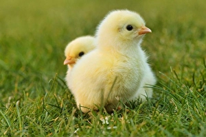 Springtime Easter Decorations Prints: chick easter chick easter yellow