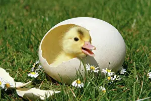 Anatidae Birds Prints: chick - in eggshell