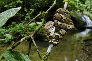 Reticulated Python Print, Close-up Image