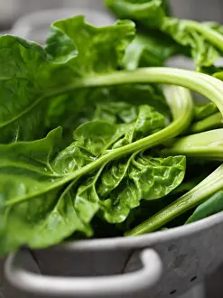 Fresh Spinach Prints: Close up of spinach in colander