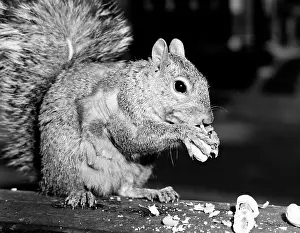 Vintage Animal Photography Prints: Close up of squirrel