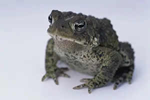 Prints of Close-up of an American Toad Toad Prints: American Toad Print