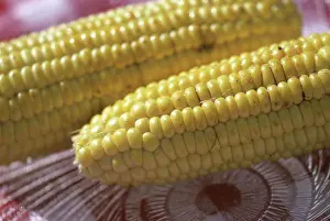 Corn On The Cob Prints: Close-up of corn on the cob