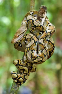 Reticulated Python Print on Sapling