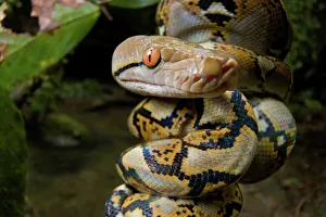 Reticulated Python Prints: Close-up of juvenile reticulated python (Python reticulatus) resting on sapling