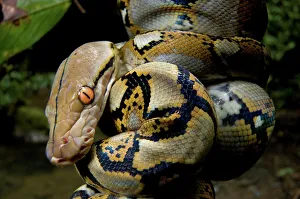 Poisonous Reptile Images Prints: Close-up of juvenile reticulated python (Python reticulatus) resting on sapling
