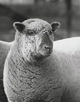Domestic Livestock Prints: Close-up of a ram
