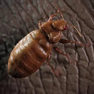 Insect Pest Control Prints: A close up view of the Cimex Lectularius or bedbug