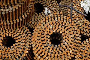 2009 Prints: Rusty Nails Print