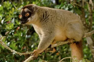 Common Brown Lemur Prints: Common Brown lemur (Eulemur rufus) on a tree