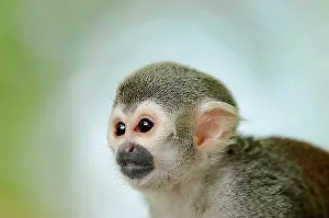 Common Squirrel Monkey Prints: Common Squirrel Monkey Print, Captive Portrait