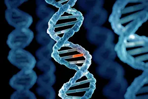 DNA Double Helix Structure Prints: DNA Structure