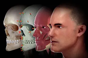 Human Skull Anatomy Prints: Facial Reconstruction