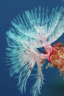 Related Prints: Feather Duster Worm Print