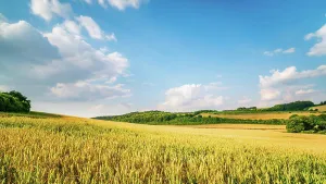 United Kingdom Nature Scenes Prints: Fields of maize run down to the valley bottom in the Chiltern Hills