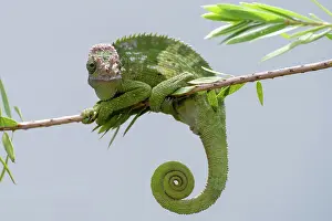 Prints of Fischer chameleon hanging on a tree Chameleon Prints: Fischer Chameleon Print