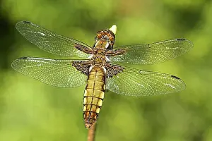 Outdoor Wildlife Shots Prints: Flat belly