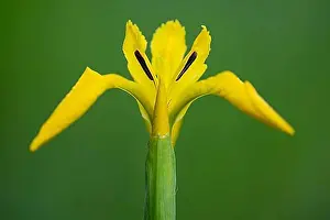 Yellow Iris Blossom Prints: Flower of the marsh iris (Iris pseudacorus), Dötlingen, Lower Saxony, Germany