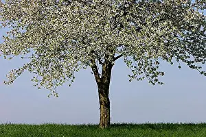 Deserted Meadow Prints: Flowering cherry tree