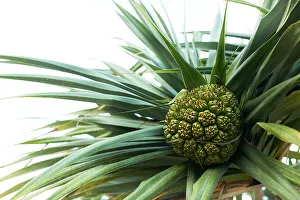 Screw Palm Fruit Print
