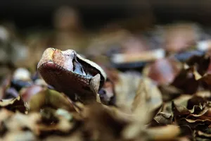 Venomous Reptiles Prints: The Gaboon Adder (Bitis gabonica)
