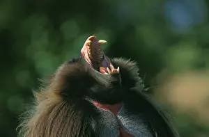 Gelada Prints: Gelada Baboon Print