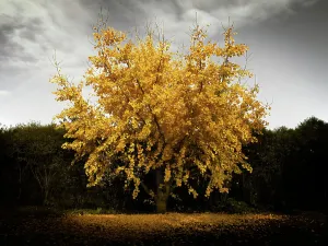 Medicinal Plant Properties Prints: Ginko tree