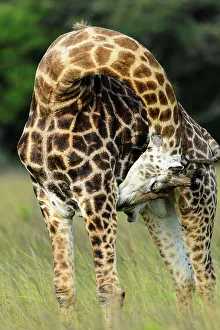 African Animal Portrait Prints: Giraffe (Giraffa camelopardalis)