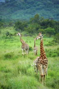 African Giraffe Prints: Giraffe (Giraffa camelopardalis)