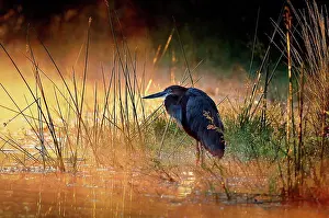 African Fauna Images Prints: Goliath heron