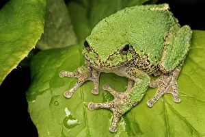 Prints of Gray Treefrog (Dryophytes versicolor), Thornton, Ontario, Canada Versicolor Prints: Gray Treefrog Print, Thornton Ontario Canada