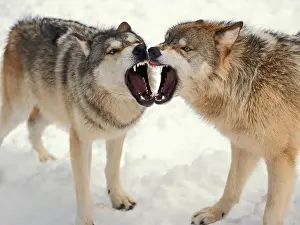 Canis Lupus Behavior Prints: Gray Wolves Baring Their Teeth